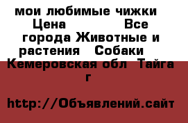 мои любимые чижки › Цена ­ 15 000 - Все города Животные и растения » Собаки   . Кемеровская обл.,Тайга г.